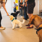 Lady giving treat to puppy at puppy training classes